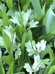 Artemisia stelleriana