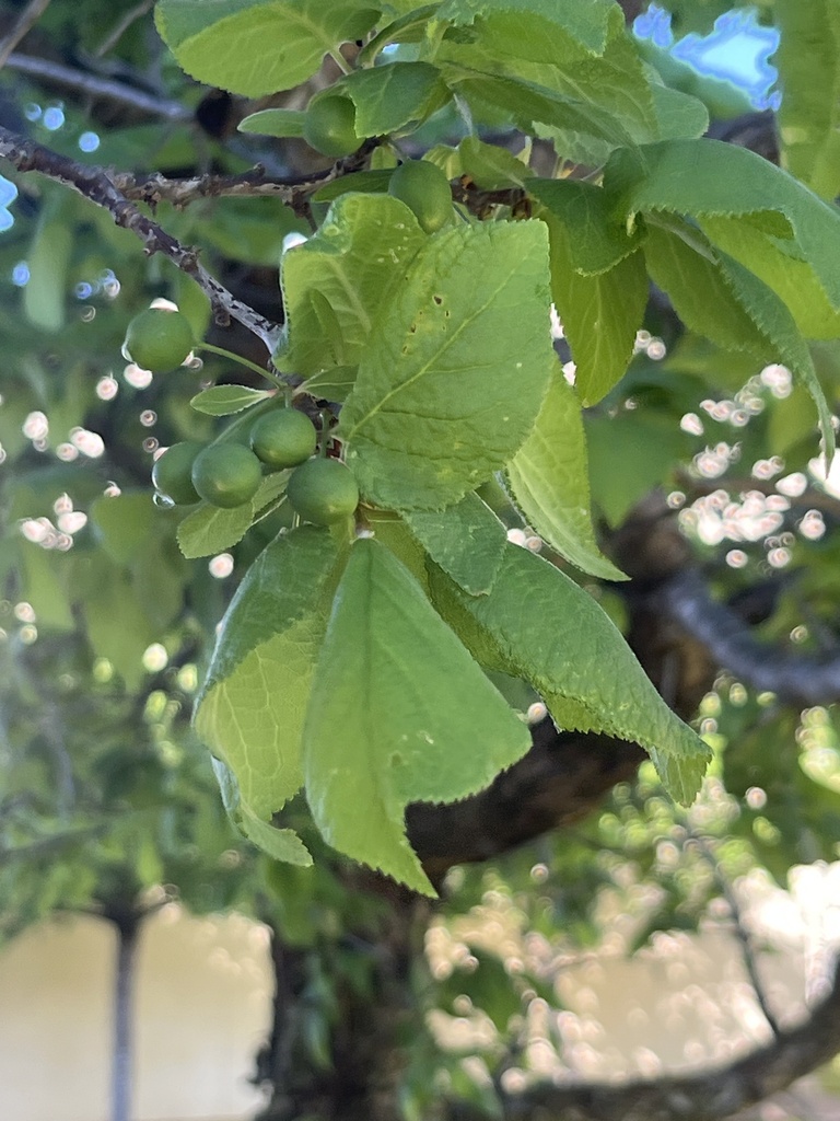 Mexican Plum from The University of Texas at San Antonio, San Antonio ...