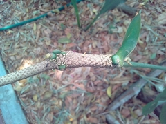 Anthurium rionegrense