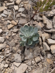Physaria bellii