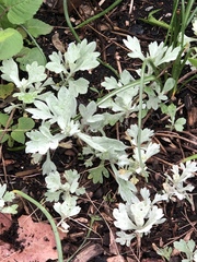 Artemisia stelleriana