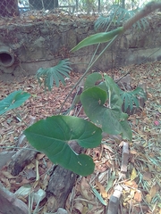 Anthurium rionegrense