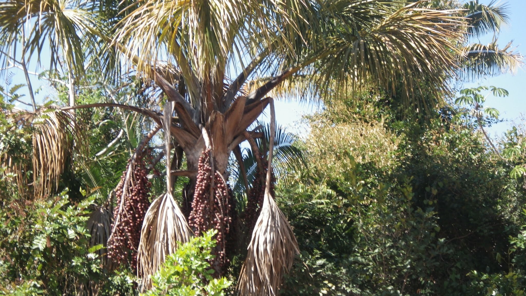 Mauritia flexuosa