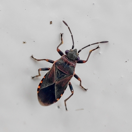 Elm Seed Bug, Groningen, De Trefkoel, 9742 CA Groningen, Netherlands, photo 5 of 10