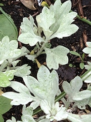 Artemisia stelleriana