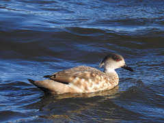 Lophonetta specularioides