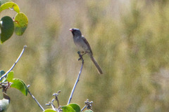 Spizella atrogularis