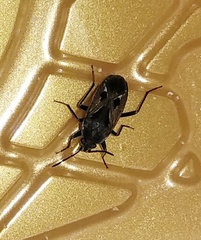 Rhyparochromus