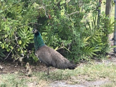 Pavo cristatus × muticus