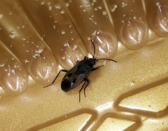 Rhyparochromus