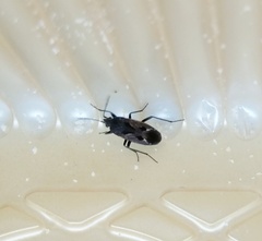 Rhyparochromus