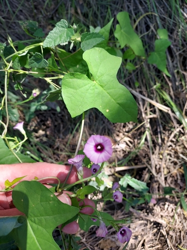 Image of Ipomoea grandifolia by (c) Roderick Cameron, some rights reserved (CC BY)
