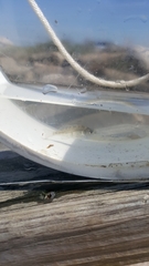 Leiostomus xanthurus