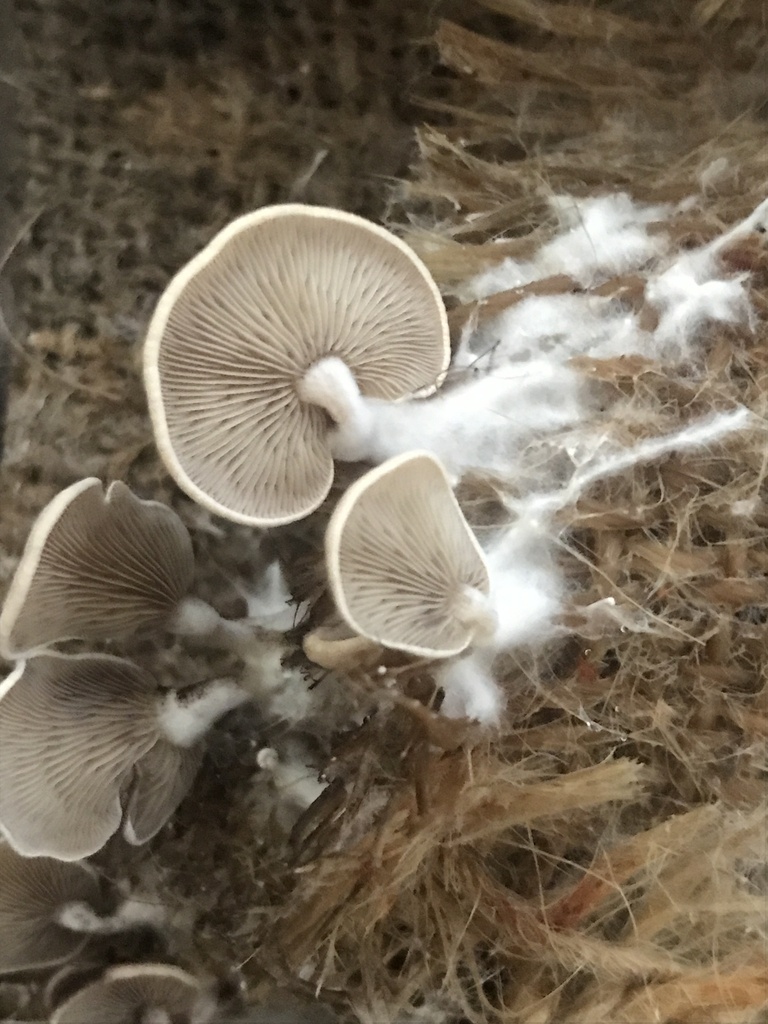 Deconica horizontalis · March 2024 · photo: © tutitah (iNaturalist, cc0)
