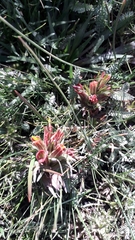 Castilleja pumila