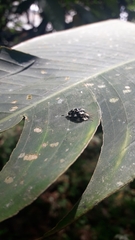 Aslamidium ecuadoricum