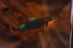 Black Dwarf Betta photo 2
