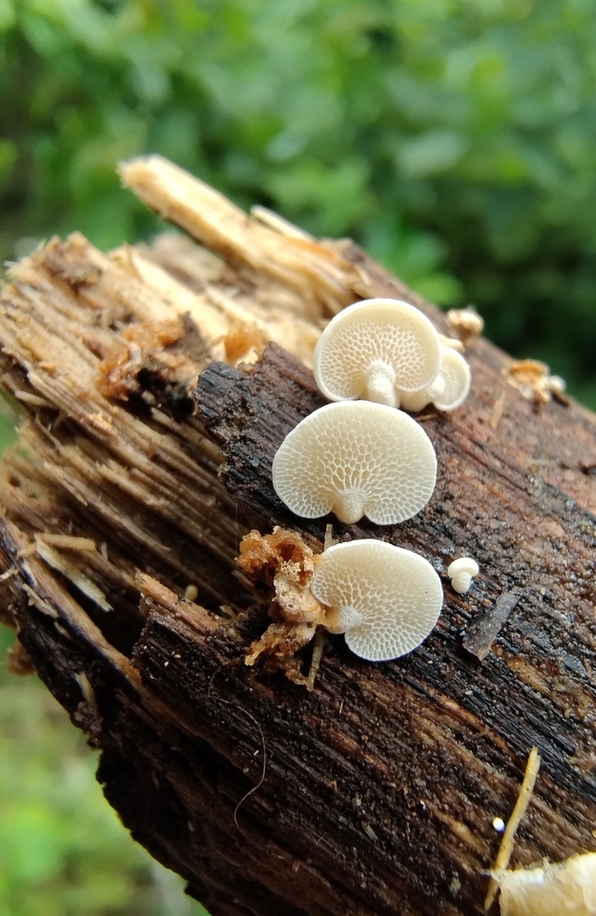 Panellus pusillus · March 2024 · photo: © lelacappelli (iNaturalist, cc0)