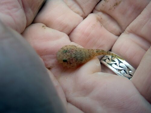 Stippled clingfish (Gobiesox punctulatus) — Gobiesocidae — 2