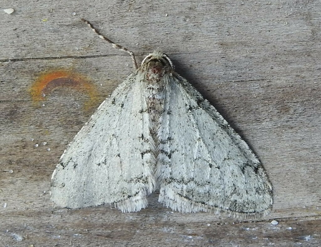 Small Phigalia Moth from Colleton County, SC, USA on February 27, 2024 ...