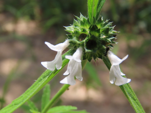 Image of Acrotome angustifolia by no rights reserved