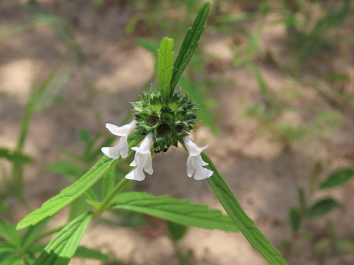 Image of Acrotome angustifolia by no rights reserved