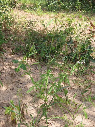 Image of Acrotome angustifolia by no rights reserved