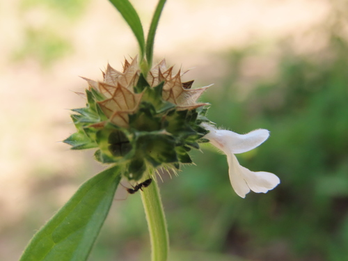 Image of Acrotome angustifolia by no rights reserved