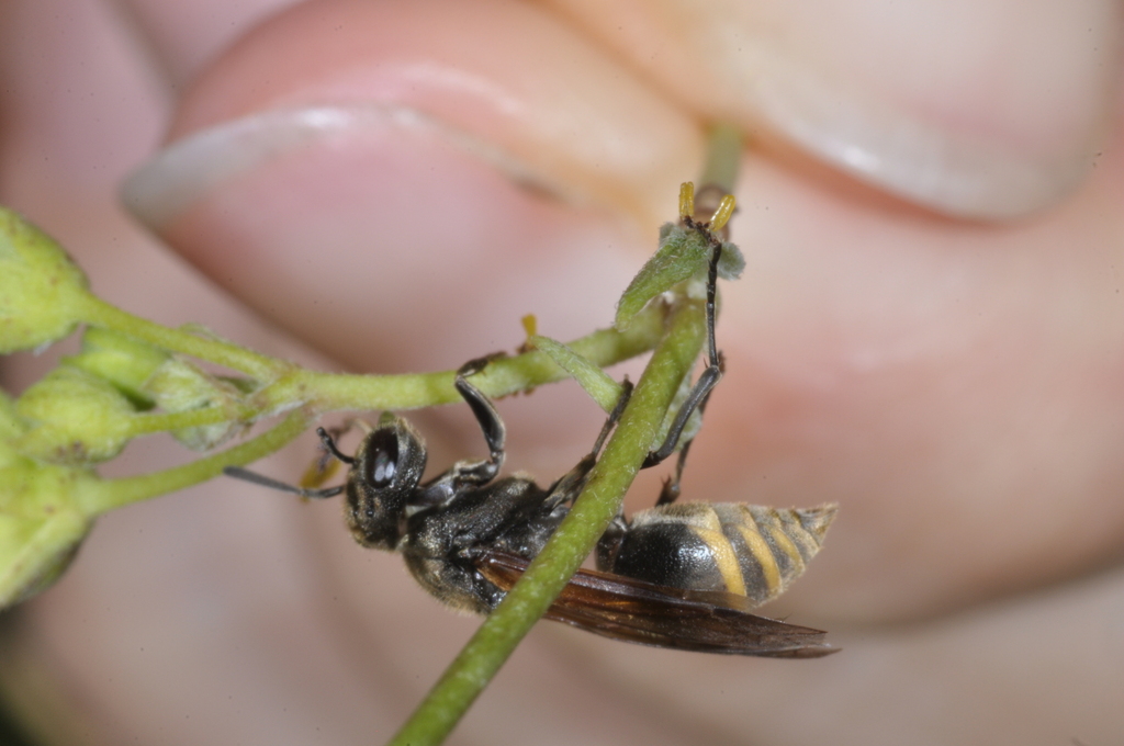 Brachygastra lecheguana from Cdad. Universitaria, Córdoba, Argentina on