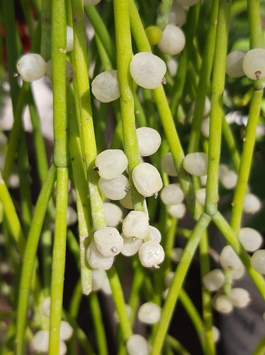 Mistletoe Cactus