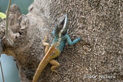 Kachin Blue Crested Agama photo 1