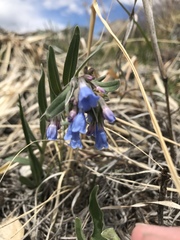 Mertensia oblongifolia