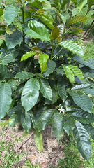 Coffea arabica image