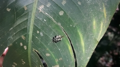 Aslamidium ecuadoricum