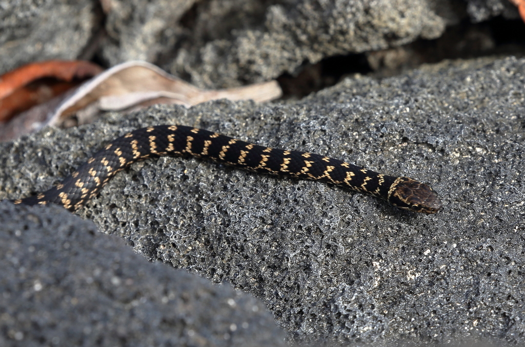 Darwin's Racer
