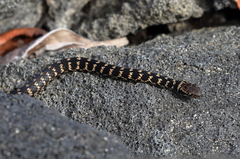Darwin's Racer photo 1