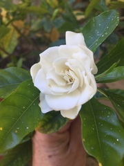 Gardenia