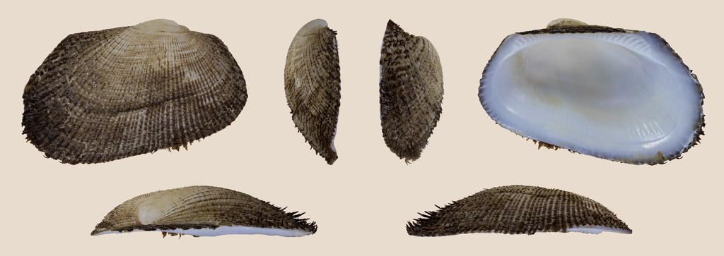 Barbatia decussata