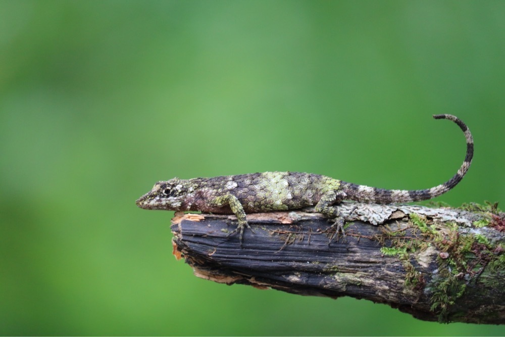 Knuckles Pygmy Lizard (Cophotis dumbara)
