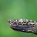 Knuckles Pygmy Lizard - Photo (c) QuestaGame, some rights reserved (CC BY-NC-ND), uploaded by QuestaGame