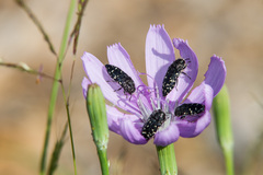 Acmaeodera ornatoides