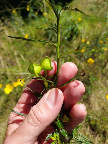Image of Carolina Primrose-Willow (Ludwigia bonariensis) by (c) Roderick Cameron, some rights reserved (CC BY)