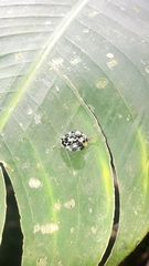 Aslamidium ecuadoricum