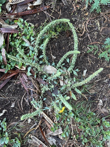 Amaranthus palmeri observed 2024-03-21