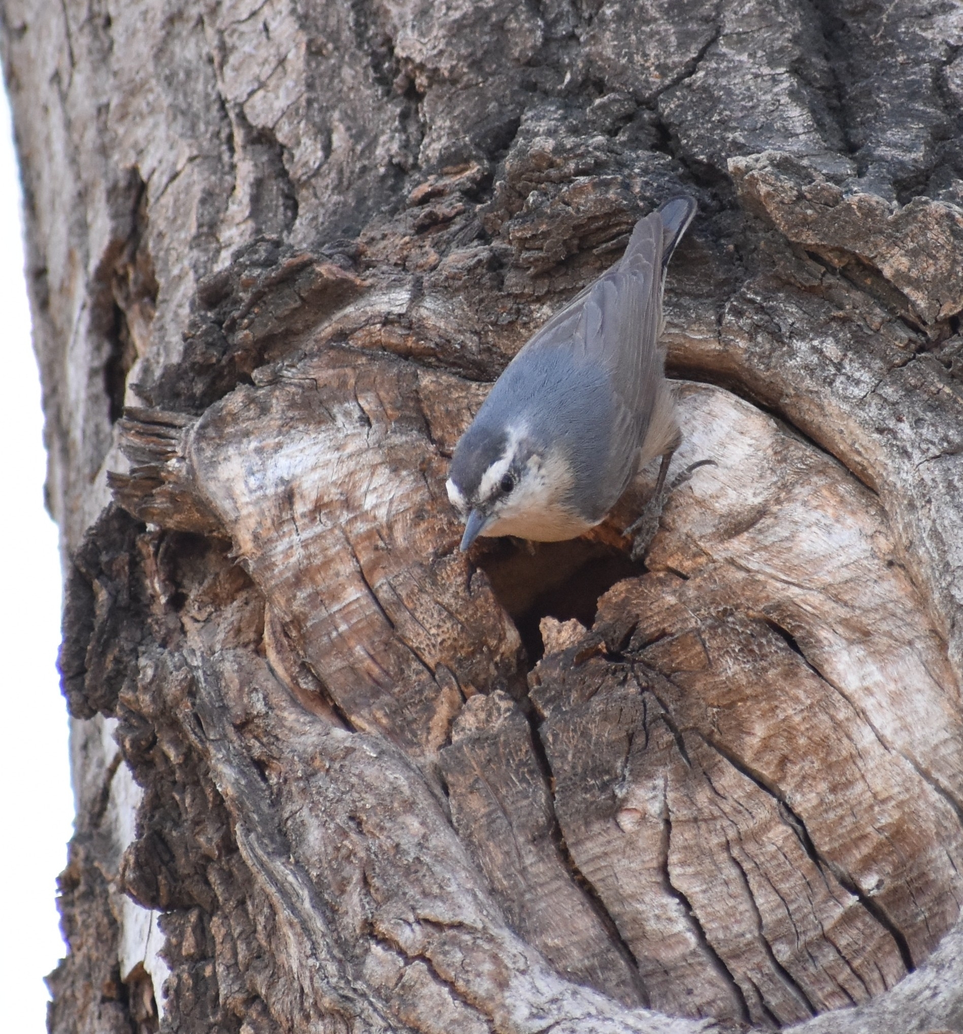 Chinese Nuthatch