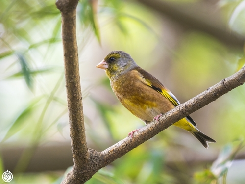 Oriental Greenfinch