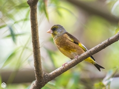 Grey-Capped Greenfinch photo 4