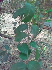 Magnoliopsida