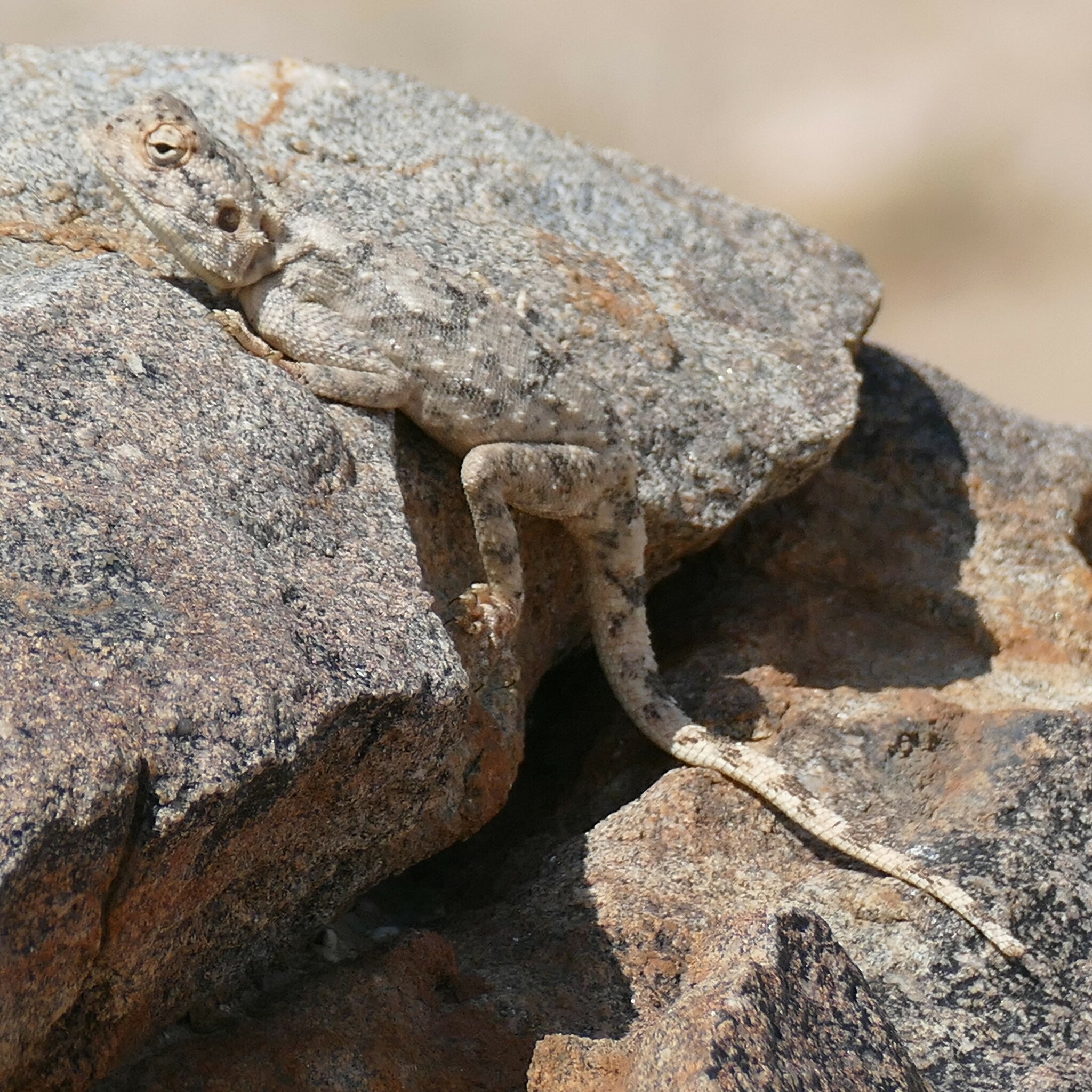 Agama anchietae Bocage, 1896