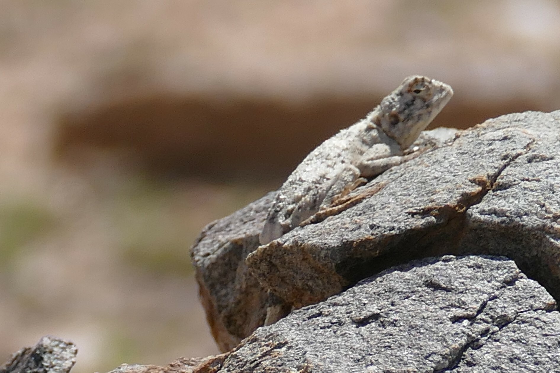 Agama anchietae Bocage, 1896